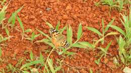 Image of Vanessa cardui