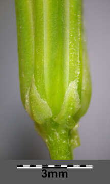 Image of smallflower hawksbeard