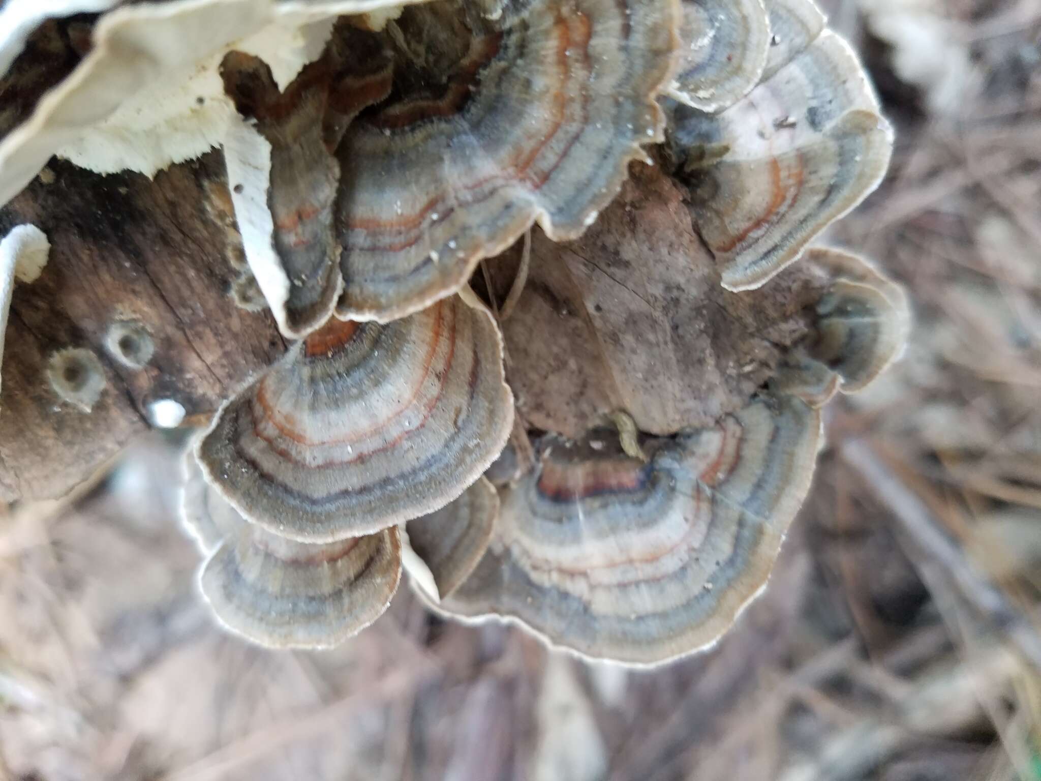 Image of Turkey Tail