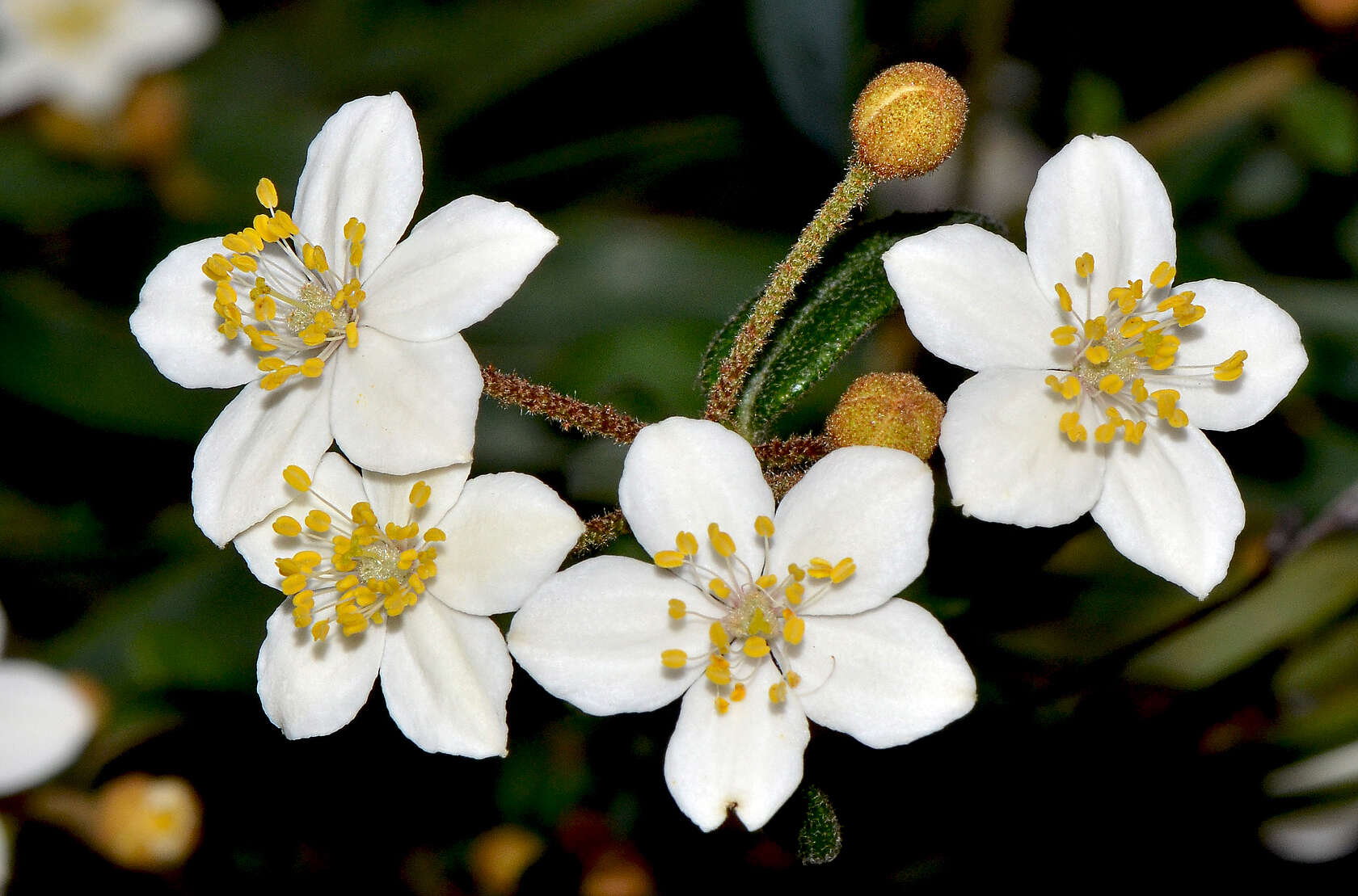 Image of Asterolasia pallida Benth.