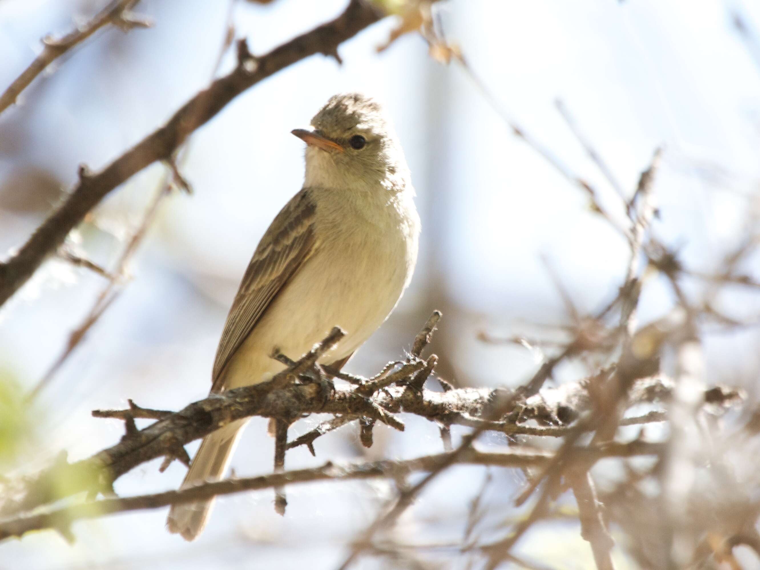 Image of Northern Beardless Tyrannulet