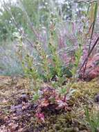 Image of Dillenius' speedwell