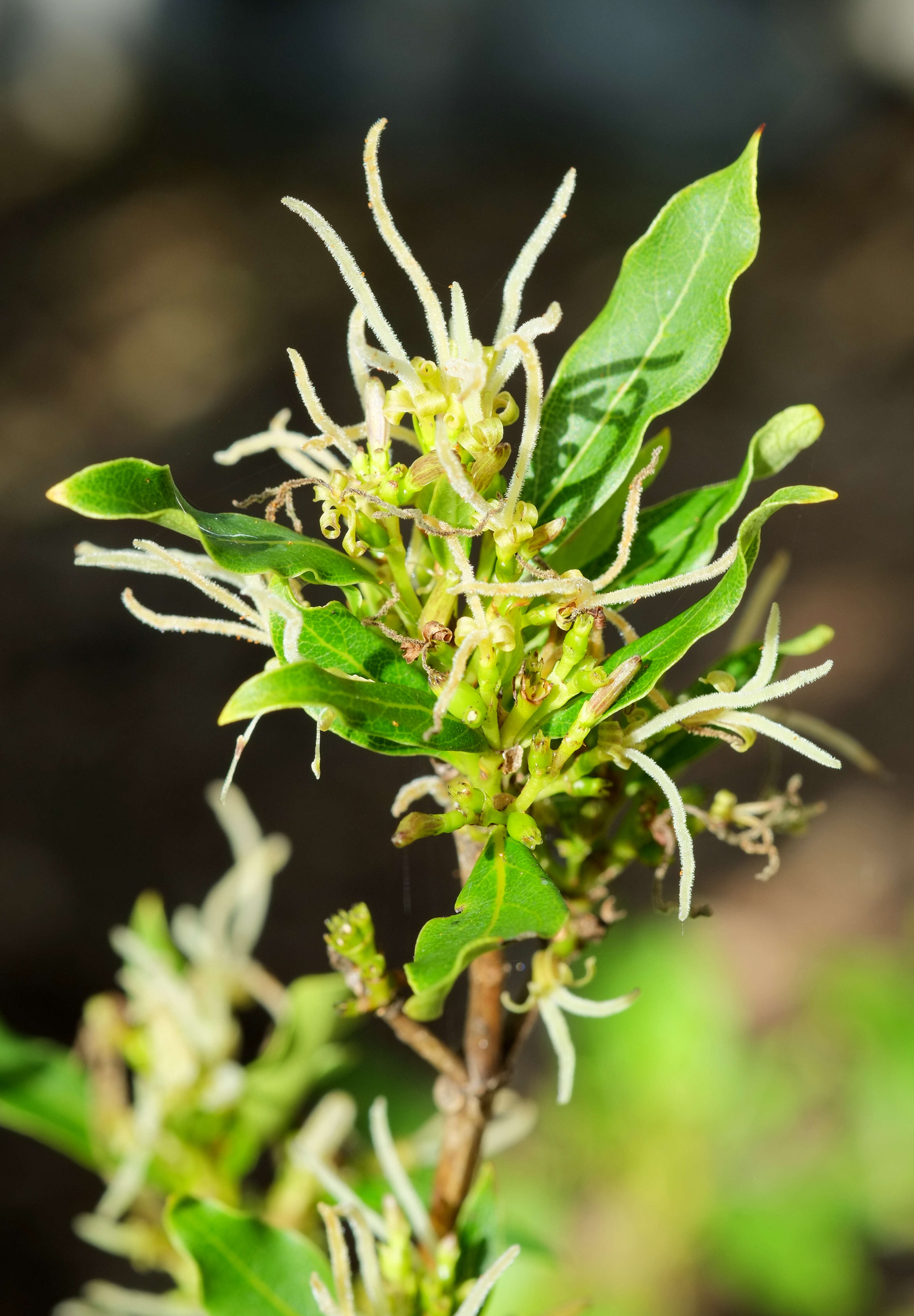 Image of Coprosma acutifolia Hook. fil.