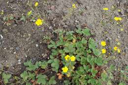 Image de Potentille à grandes fleurs