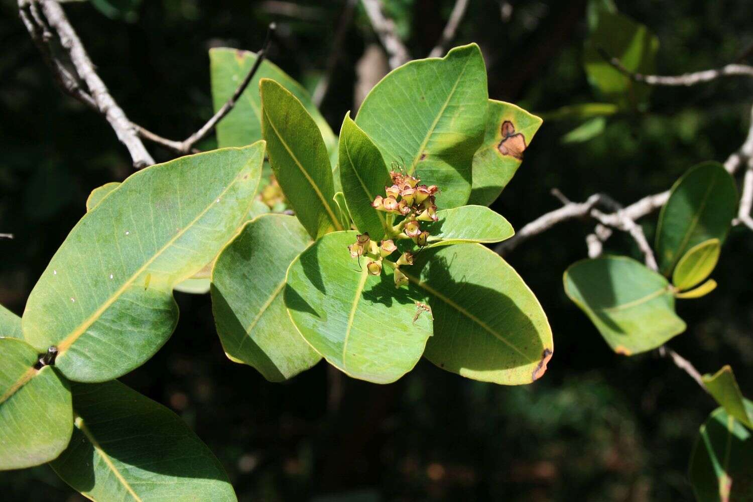 Imagem de Syzygium cordatum Hochst.