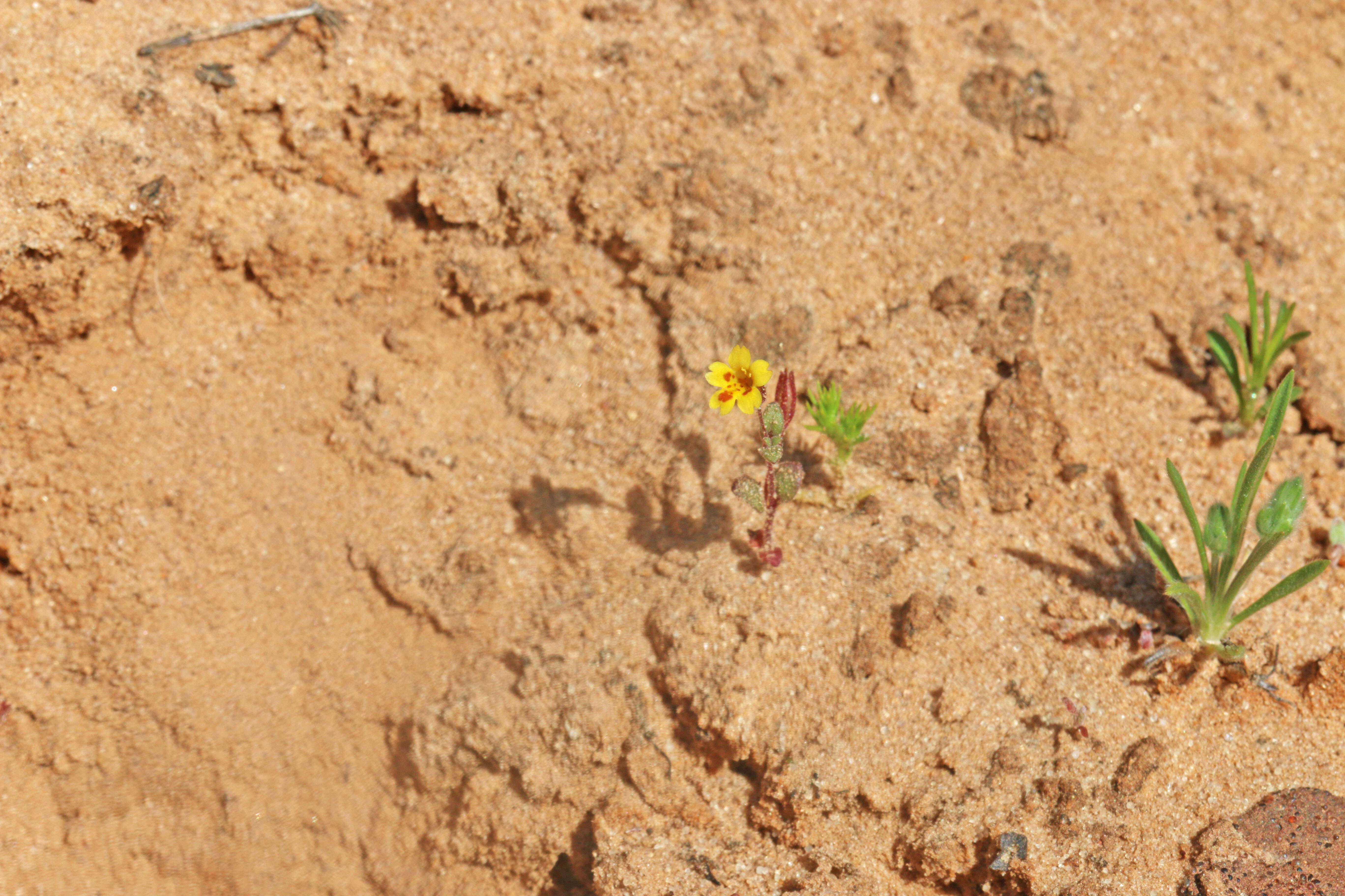 Image of Little Red-Stem Monkey-Flower