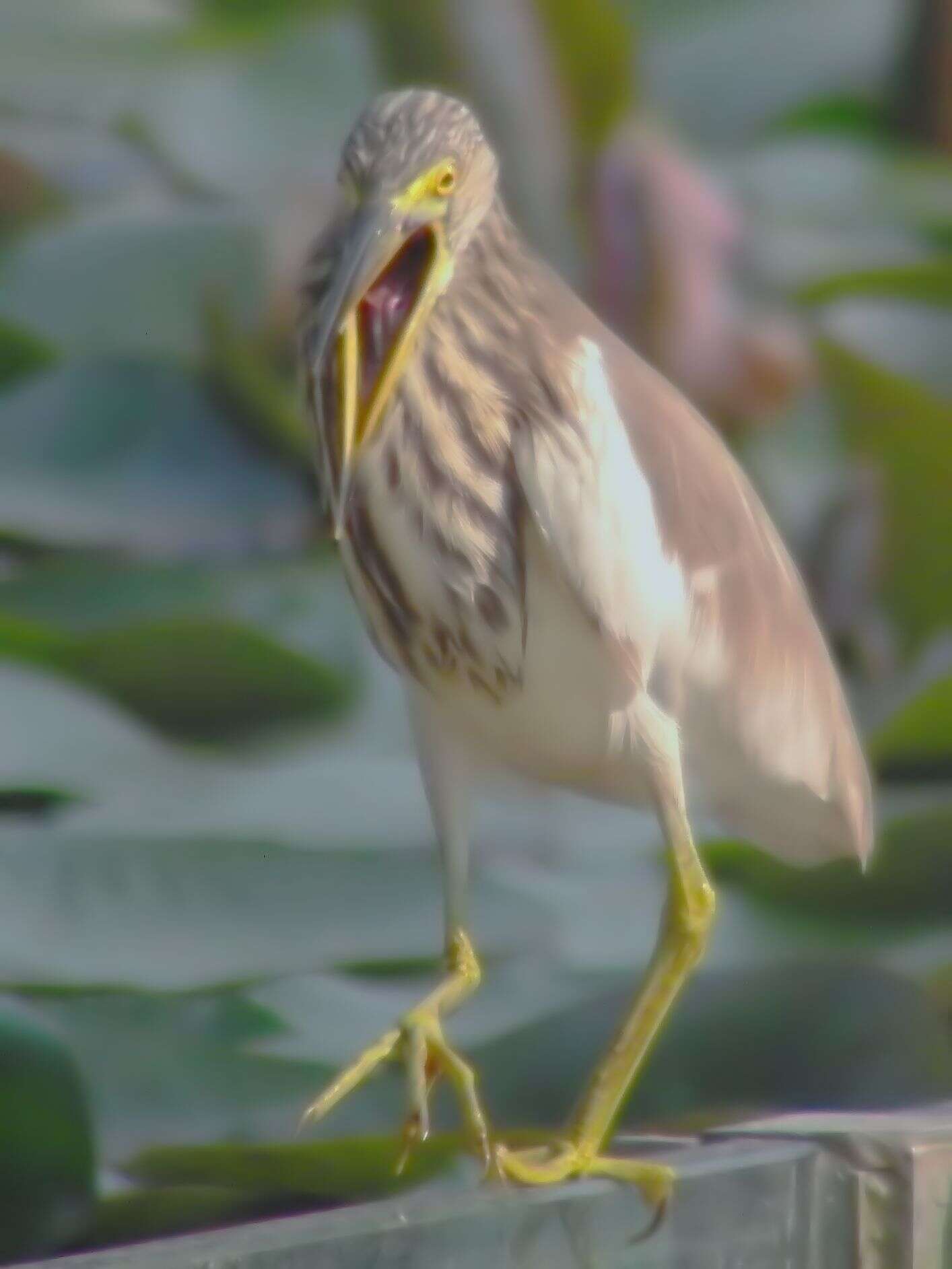 Image of Chinese Pond Heron