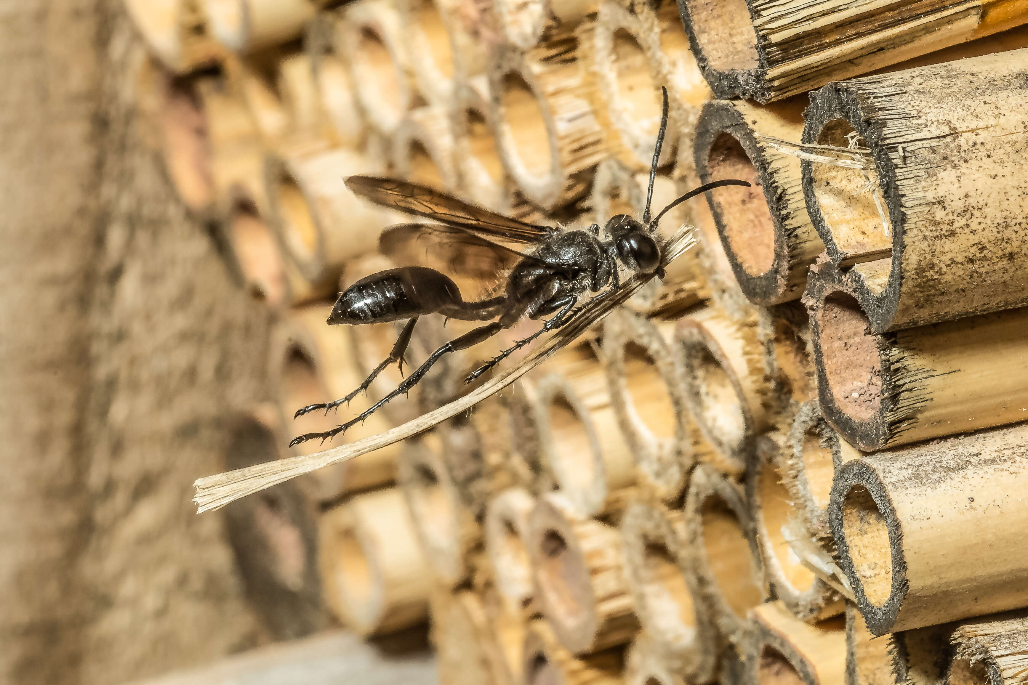 Image of Mud dauber