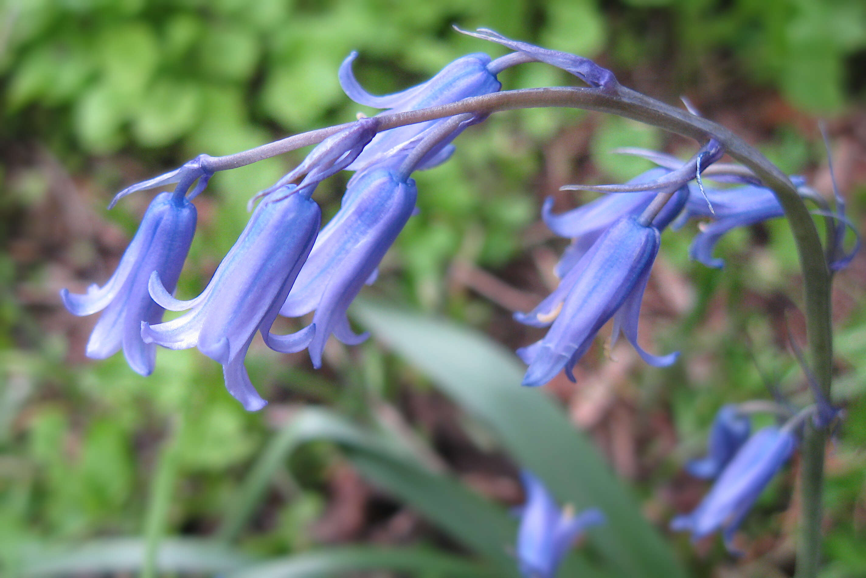 Image of Common Bluebell