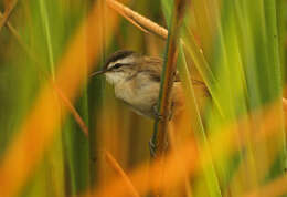 Image of Moustached Warbler