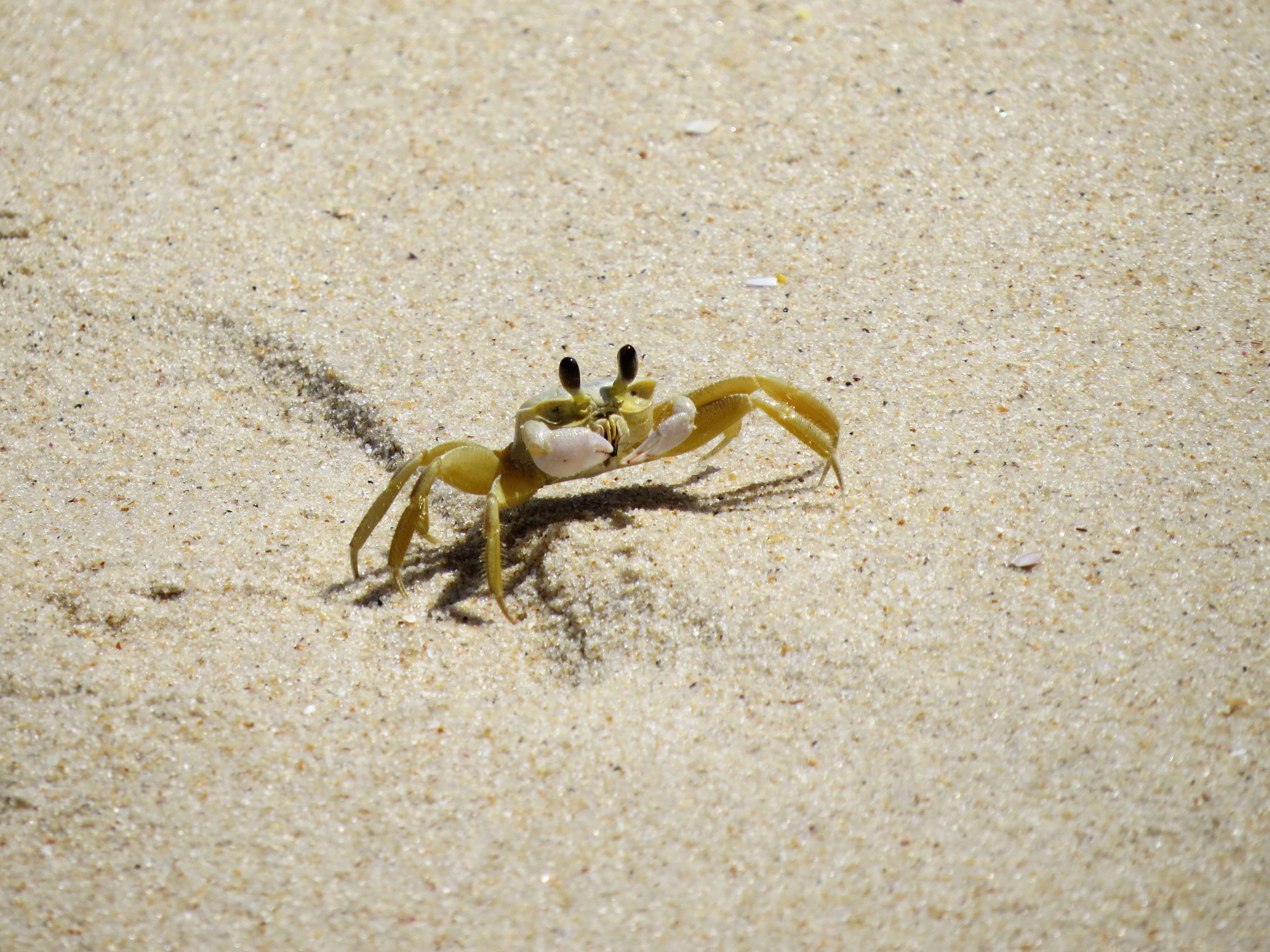 Image of Atlantic Ghost Crab