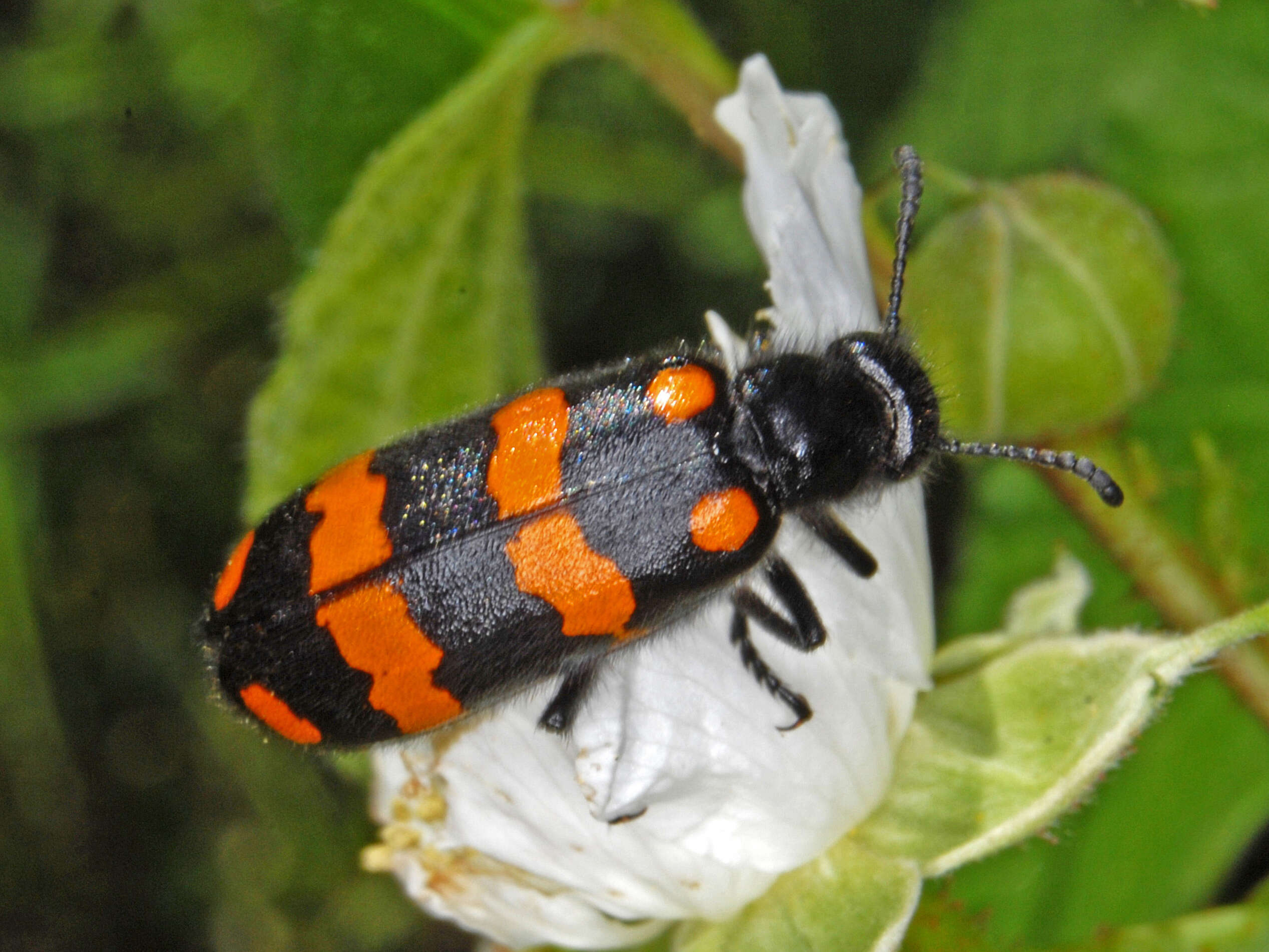 Image of Hycleus polymorphus