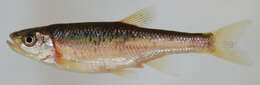 Image of Rosyside Dace