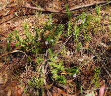 Image of Chloanthes parviflora Walp.