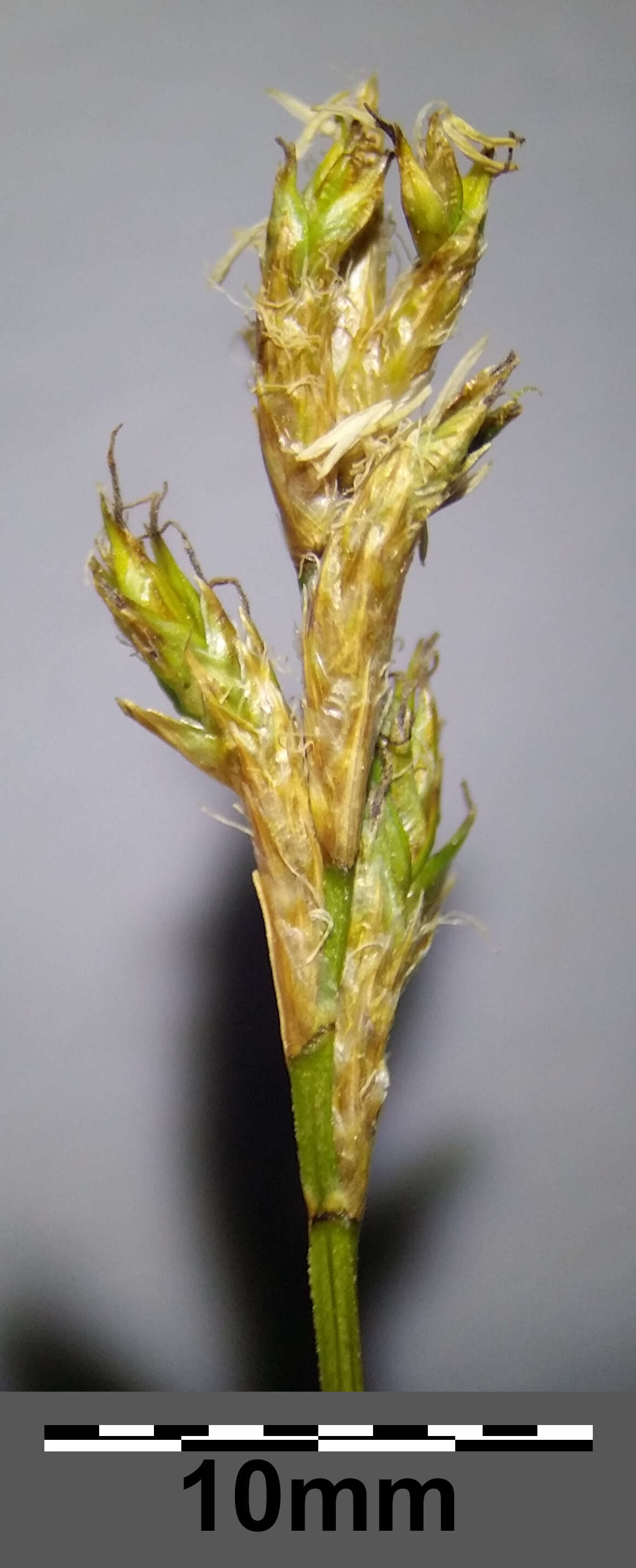 Image of quaking-grass sedge