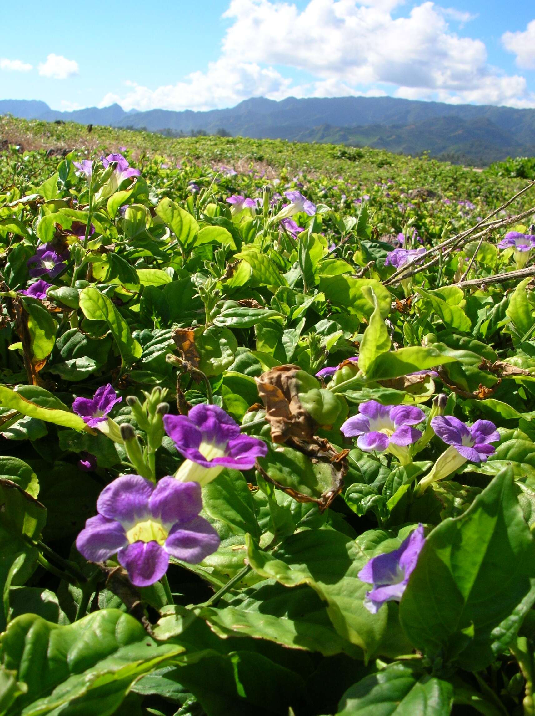 Image of Chinese violet