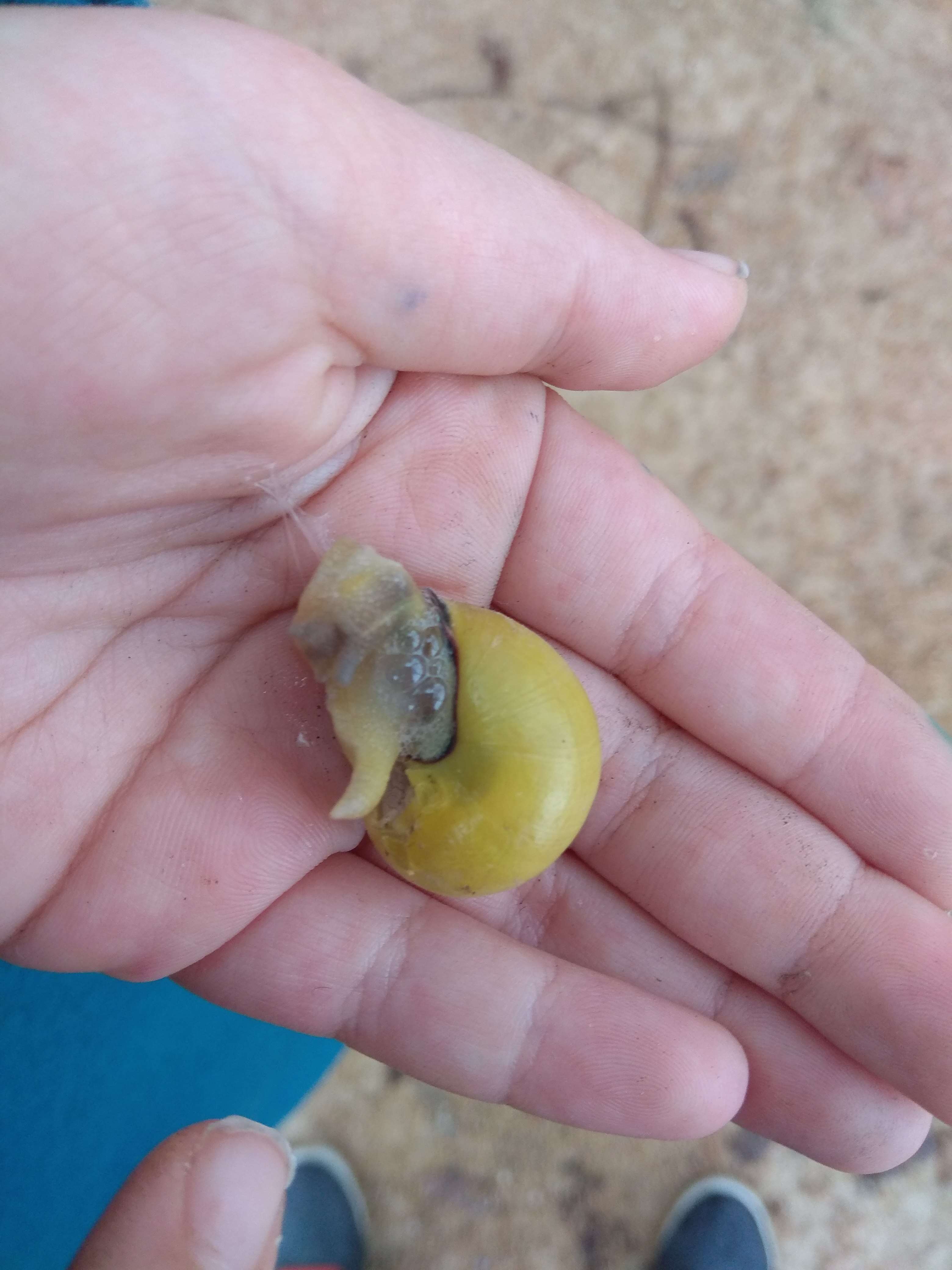 Image of Brown Lipped Snail