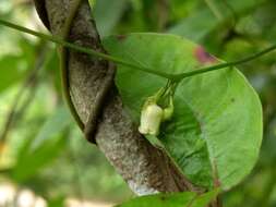 Image of Solena amplexicaulis (Lam.) Gandhi ex Saldanha & Nicolson