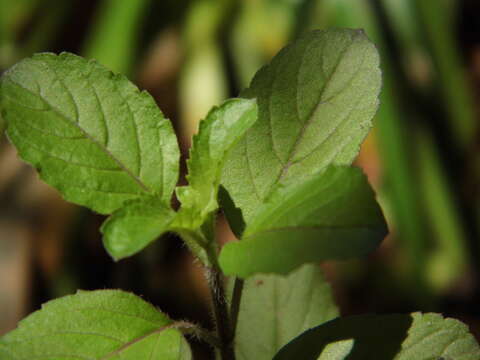 Image of holy basil