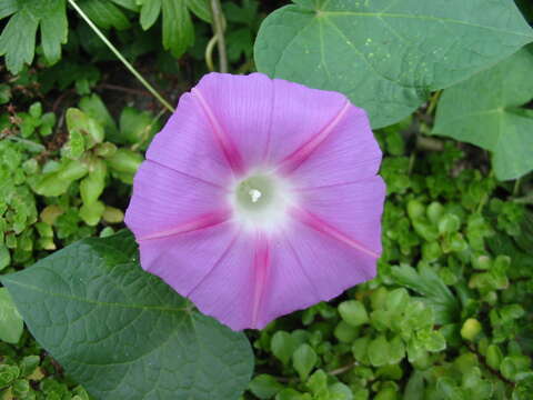 Image of tall morning-glory