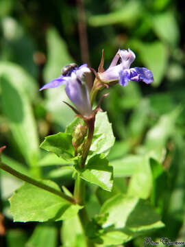 Image of Lobelia alsinoides Lam.