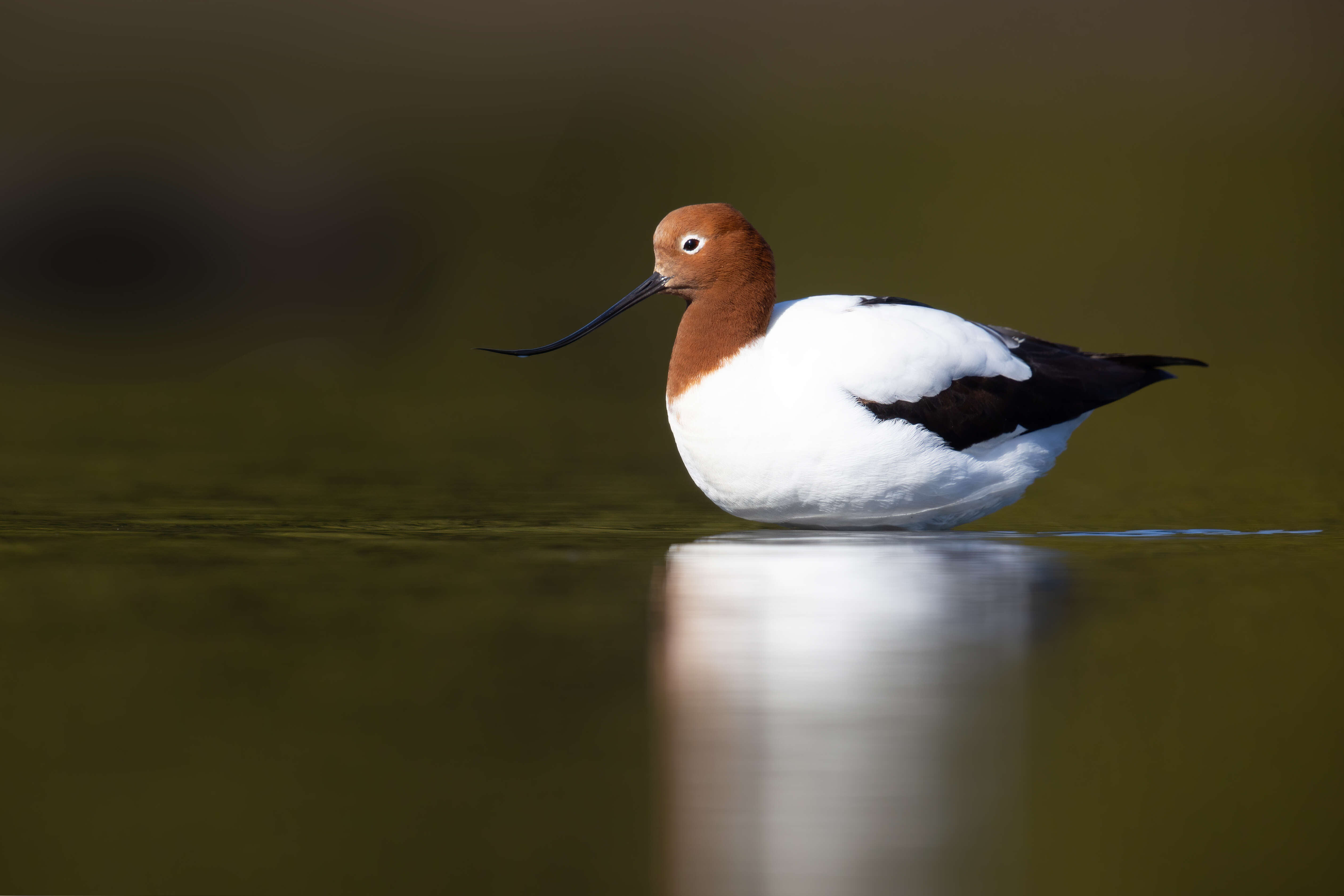 Image of Australian Red-necked Avocet