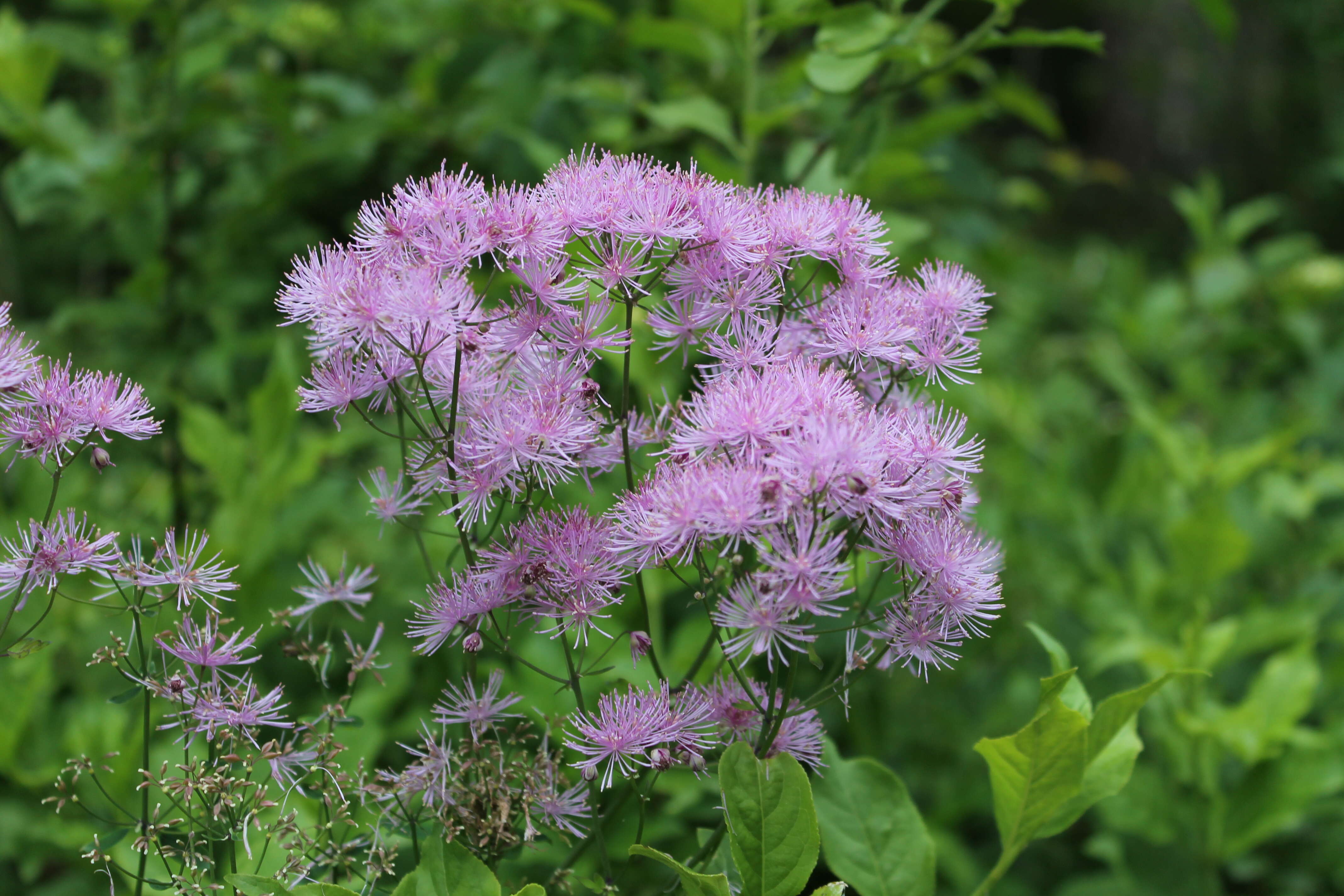 Image of Thalictrum aquilegiifolium