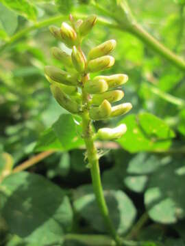 Image of licorice milkvetch