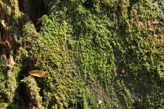 Image of Fuscocephaloziopsis catenulata (Huebener) Vána & L. Söderstr.