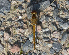 Image of Common Darter