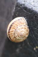 Image of Candidula intersecta