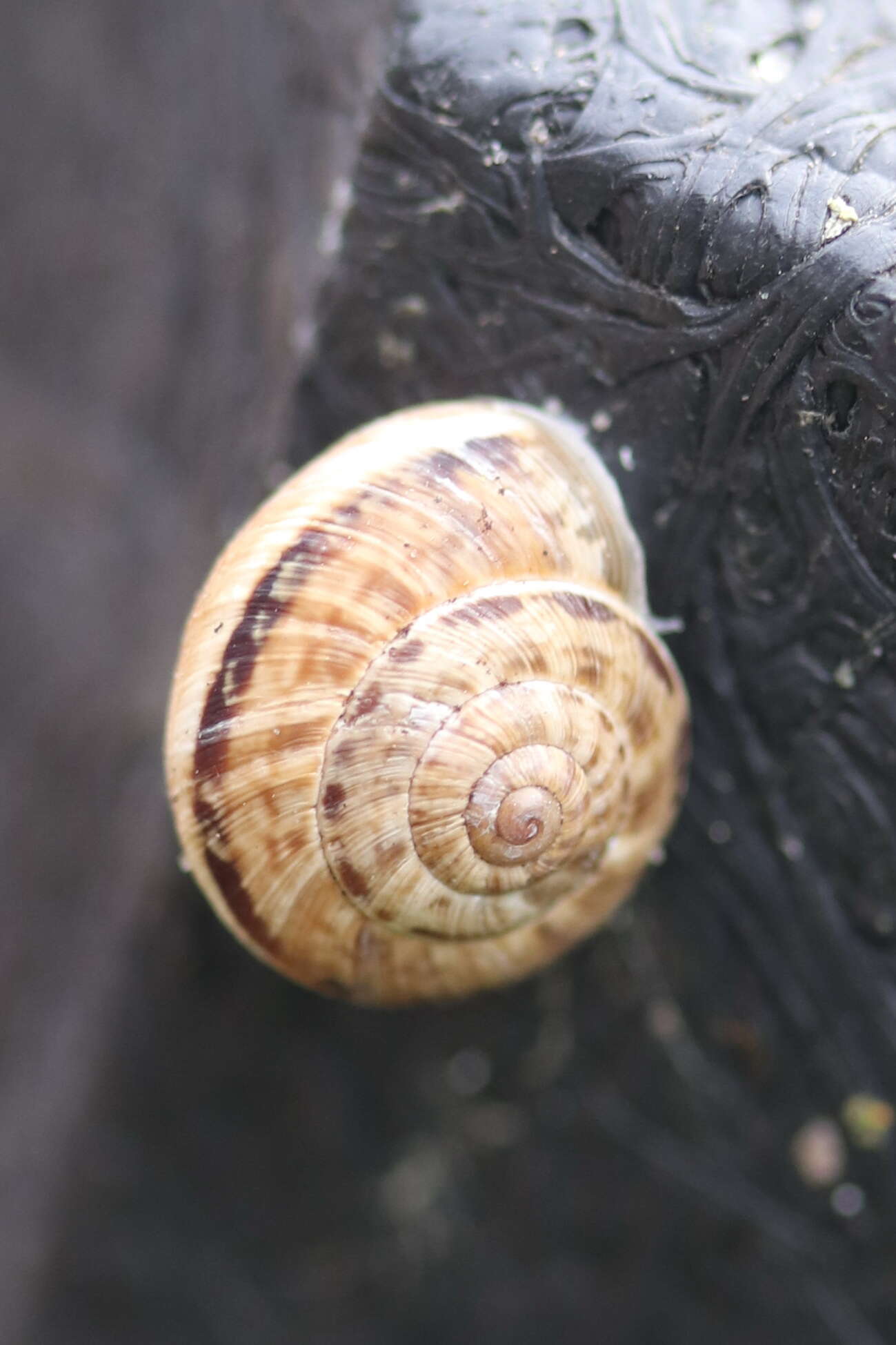 Image of Candidula intersecta