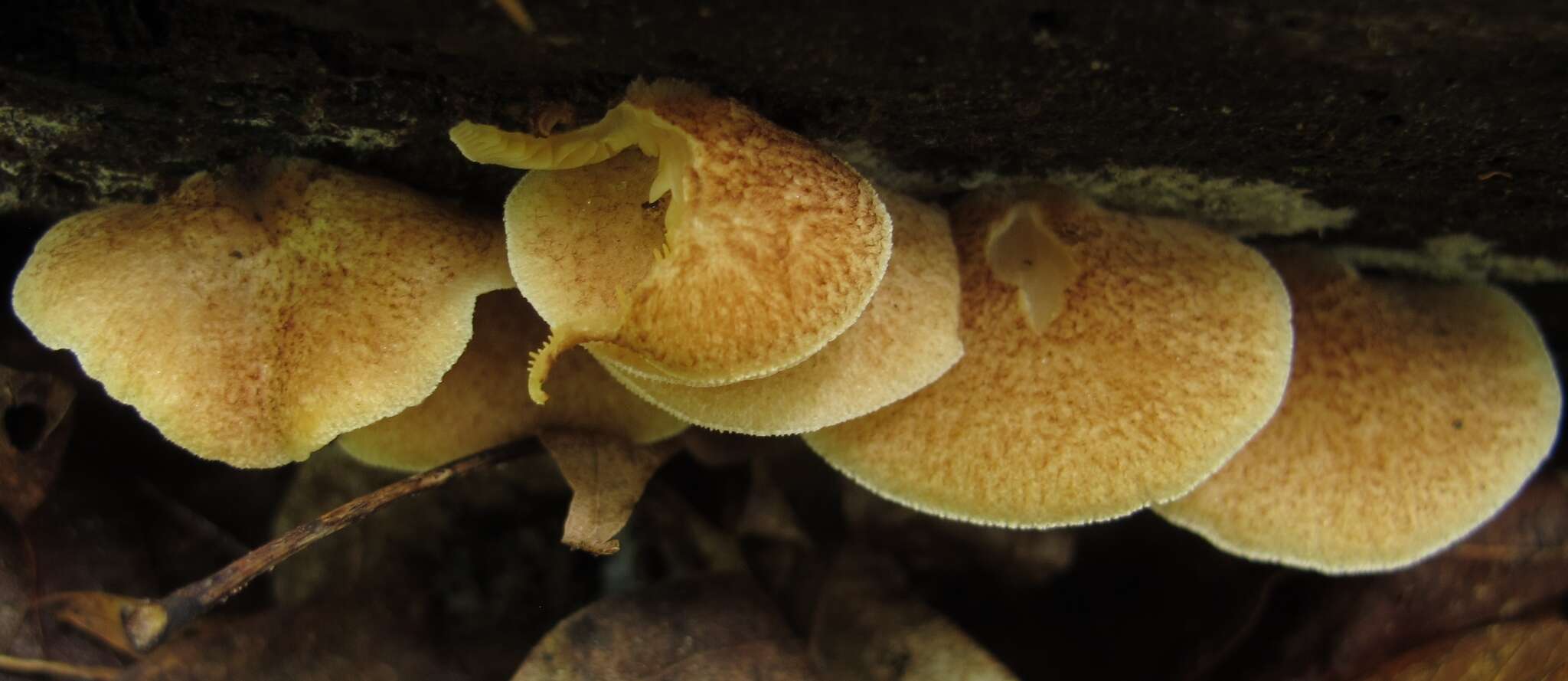 Image of Crepidotus mollis (Schaeff.) Staude 1857