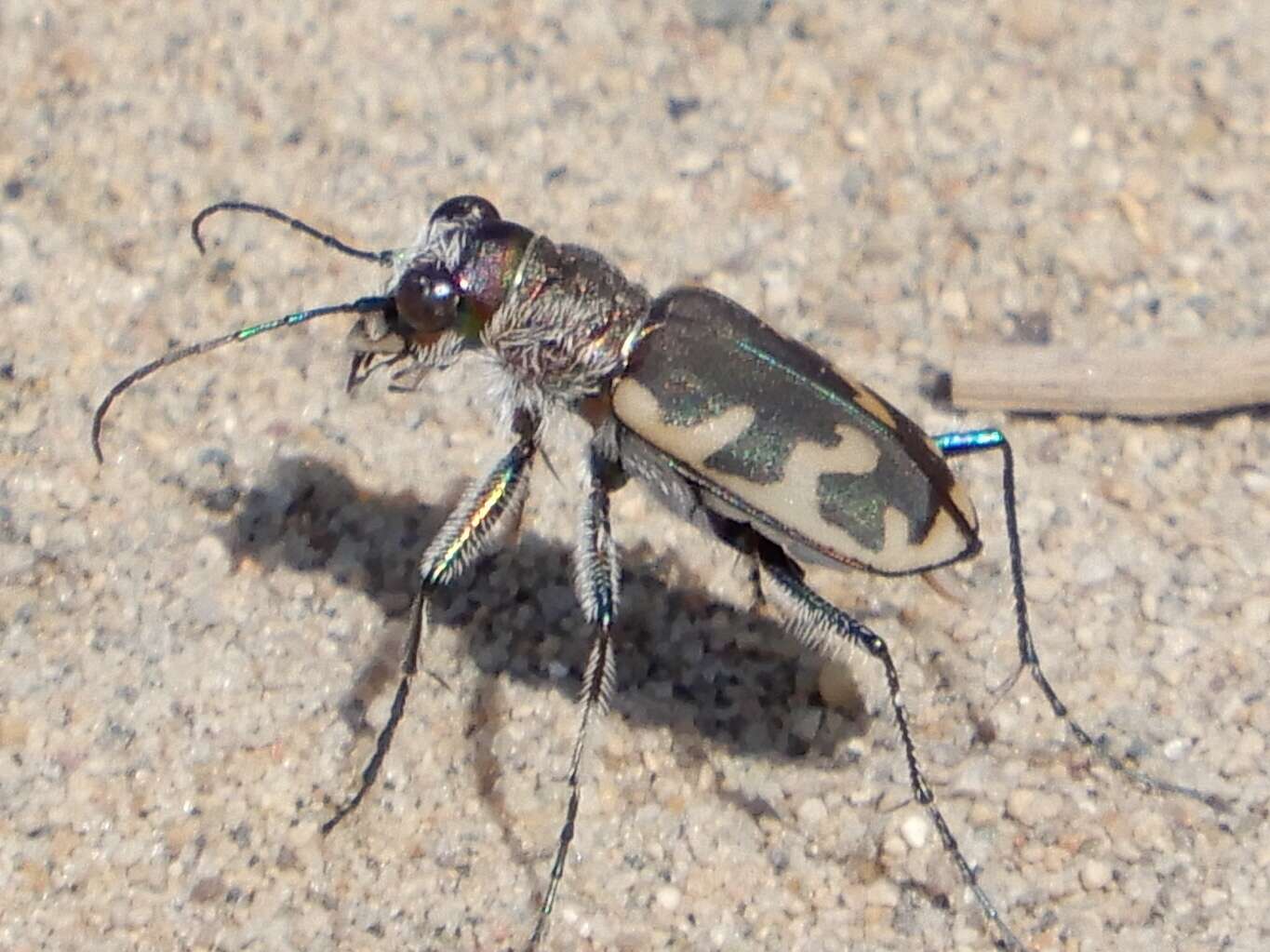 Image of Big Sand Tiger Beetle