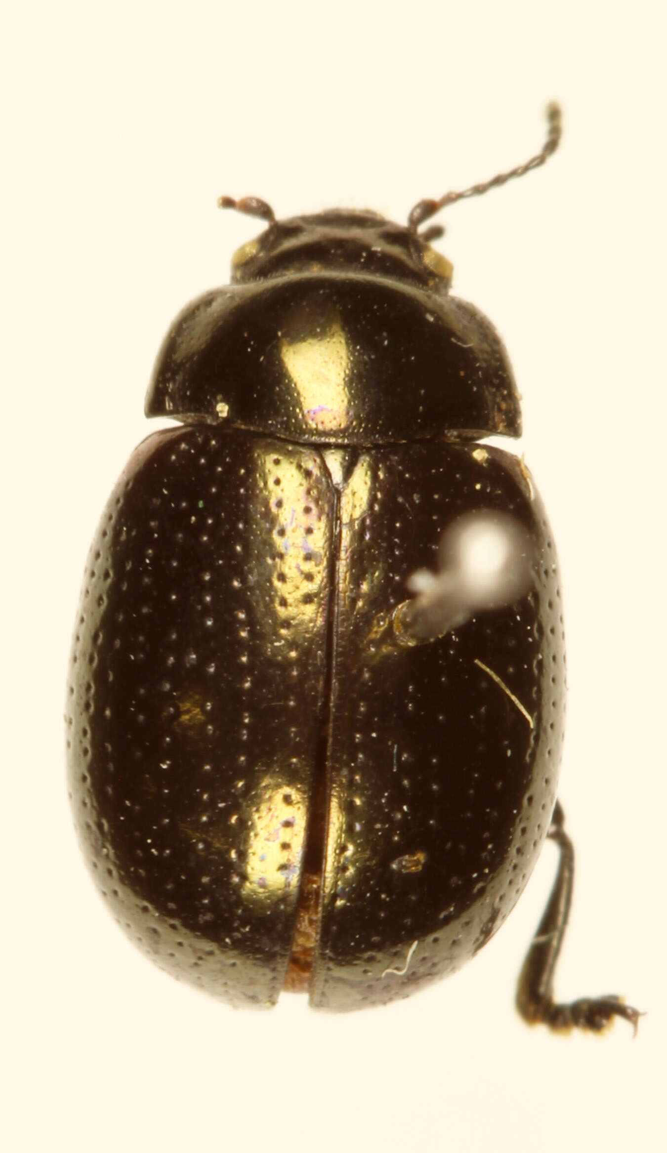 Image of Chrysolina