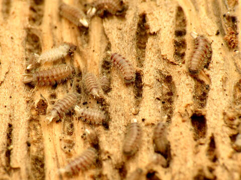 Image of bristly millipede