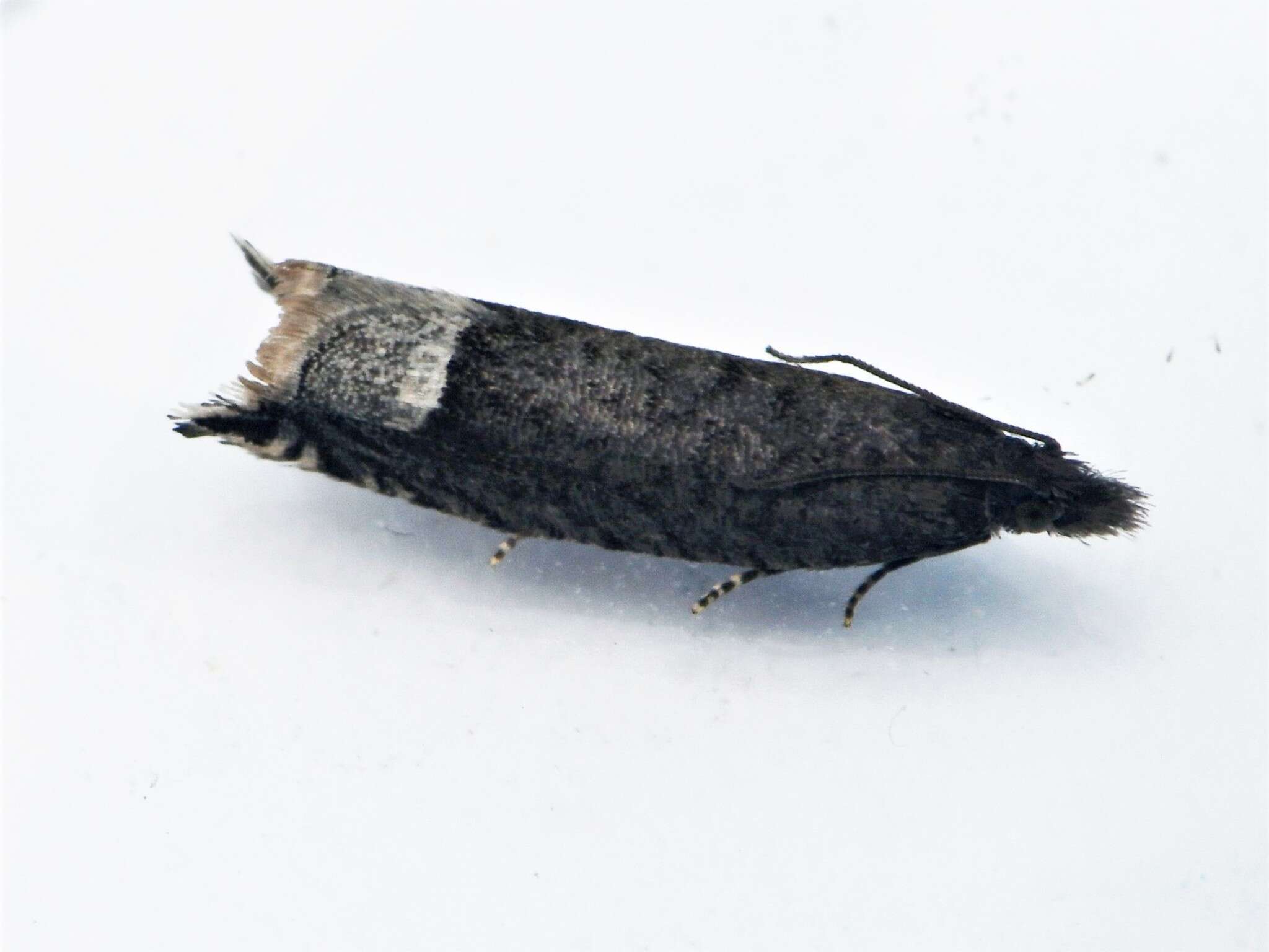 Image of Ancylis tineana