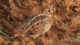 Image of Pin-tailed Snipe