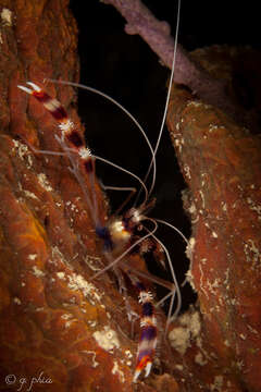 Image of Banded Coral Shrimp