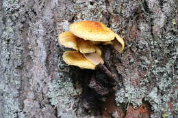 Pholiota aurivella (Batsch) P. Kumm. 1871 resmi