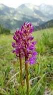 Image of fragrant orchid