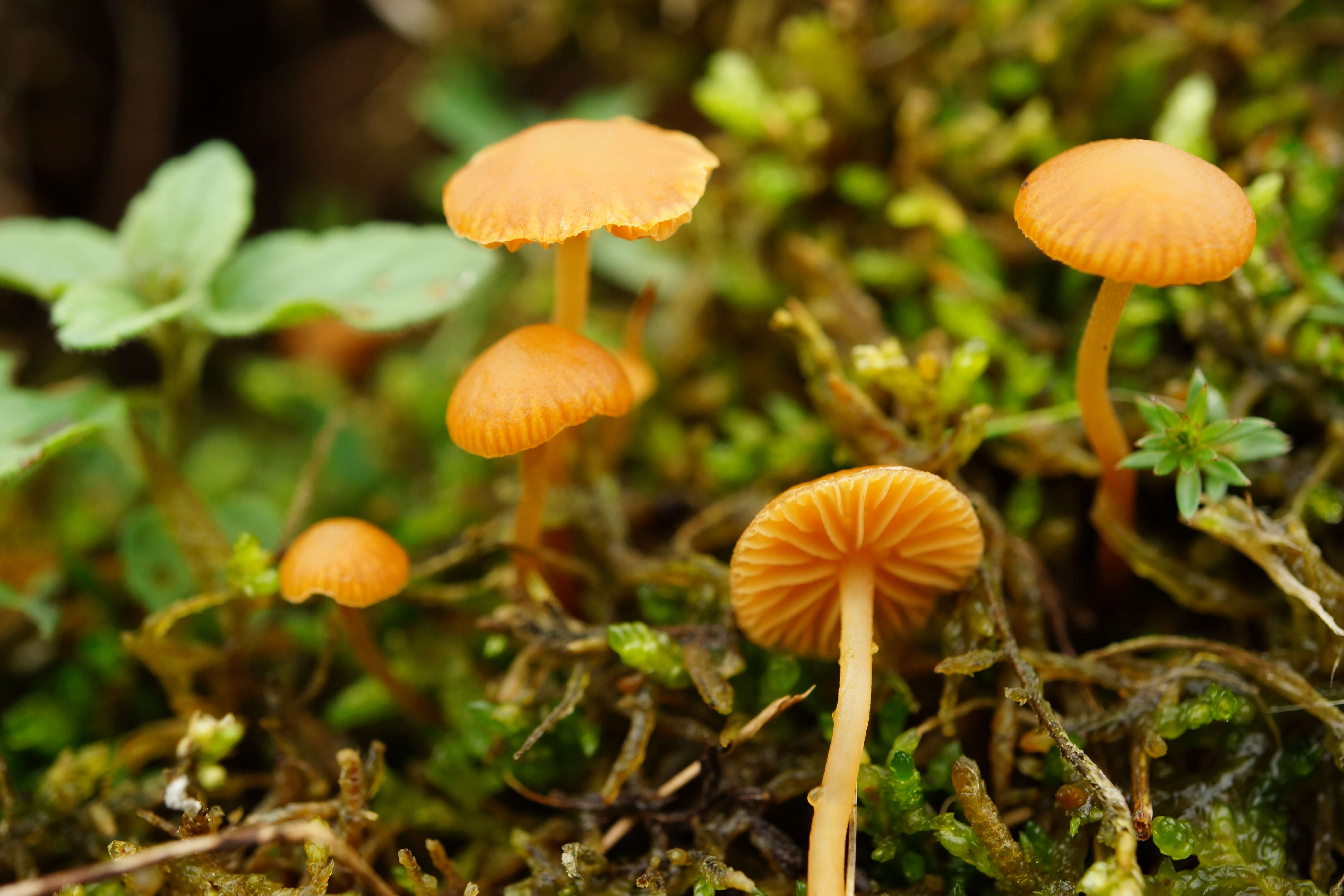 Imagem de Galerina graminea (Velen.) Kühner 1935