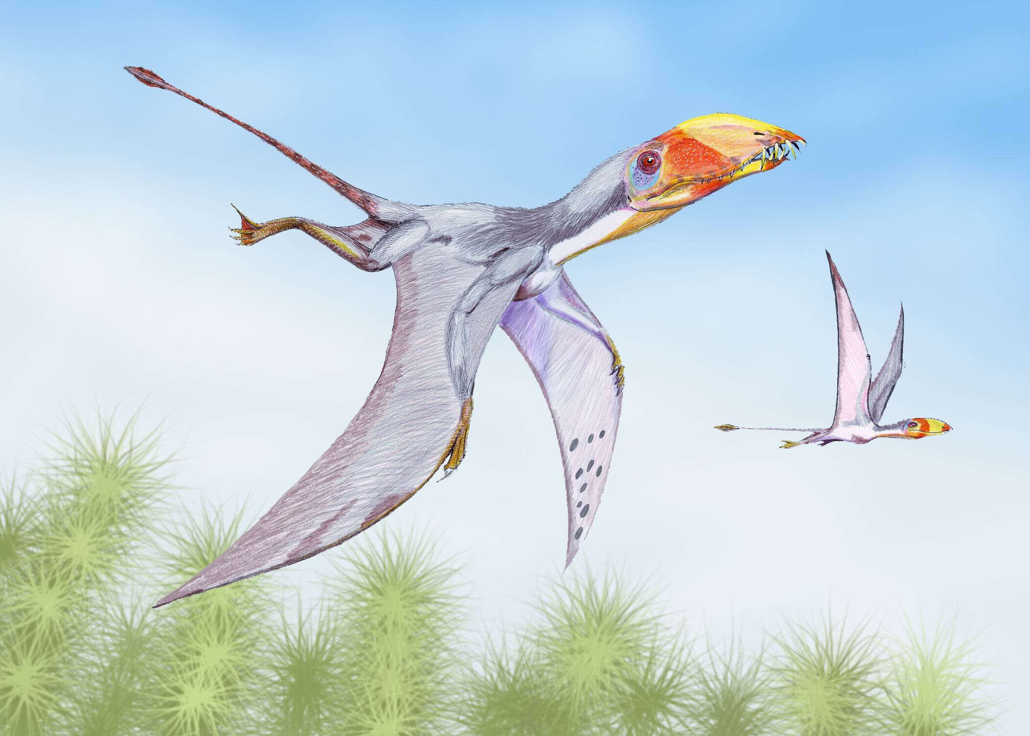 Sivun Dimorphodontidae kuva