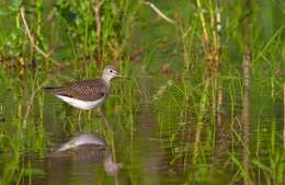 Image of Solitary Sandpiper