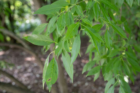 Image of Hamilton's spindletree