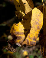 Image of shagbark hickory