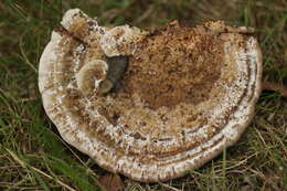 Image of Daedaleopsis confragosa (Bolton) J. Schröt. 1888