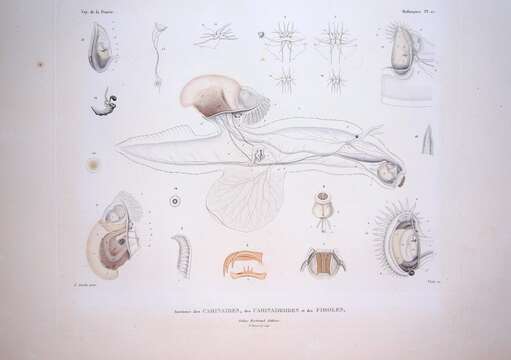 Image of heteropods