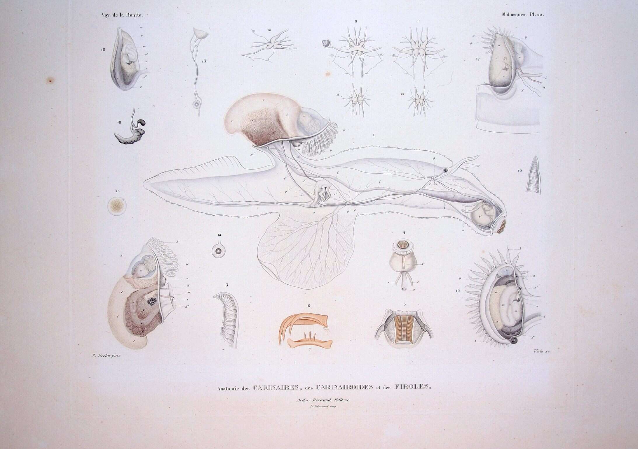 Image de Carinariidae Blainville 1818