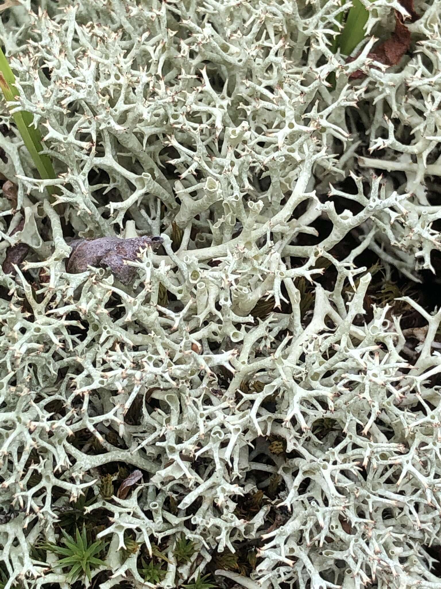 Image of Thorn cladonia